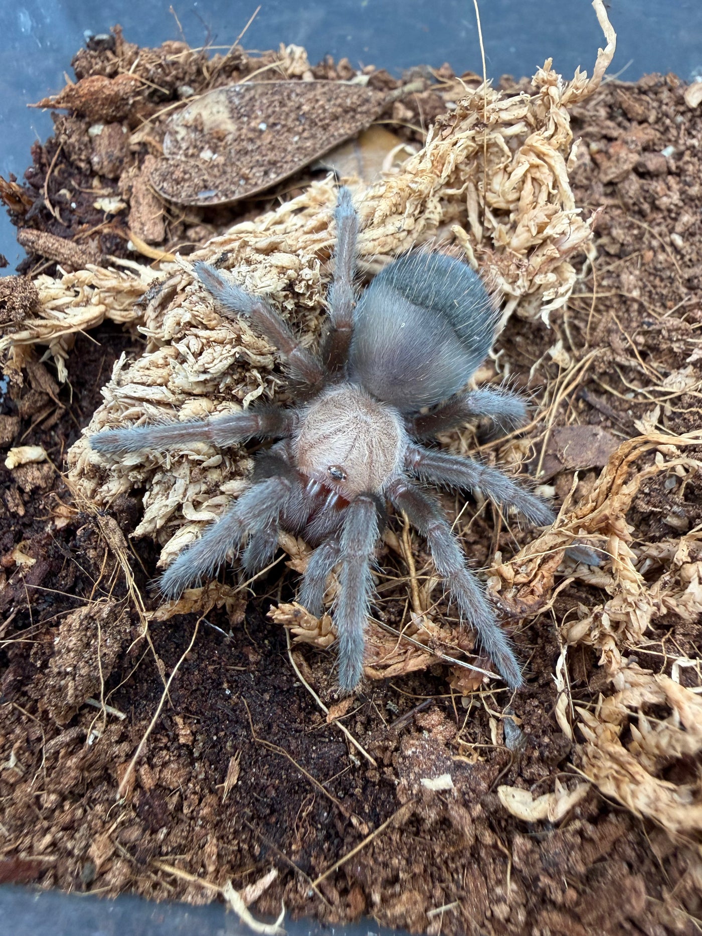 Mexican Golden Red Rump Tarantula, Brachypelma albiceps