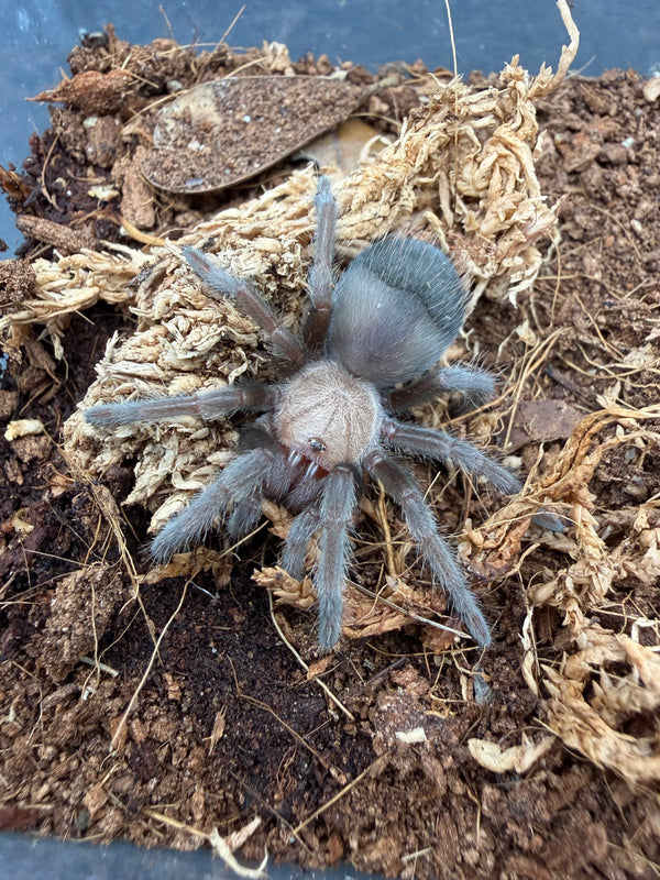 Mexican Golden Red Rump Tarantula, Brachypelma albiceps