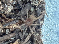 Mexican Red Rump Tarantula (Tliltocatl vagans) captive-bred sling, 0.75 to 1 inch
