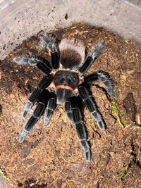 Mexican Red Rump Tarantula, Tliltocatl vagans, image 2