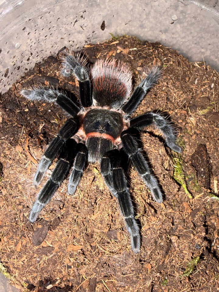 Mexican Red Rump Tarantula, Tliltocatl vagans, image 2