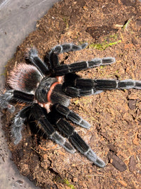 Mexican Red Rump Tarantula, Tliltocatl vagans, image 3