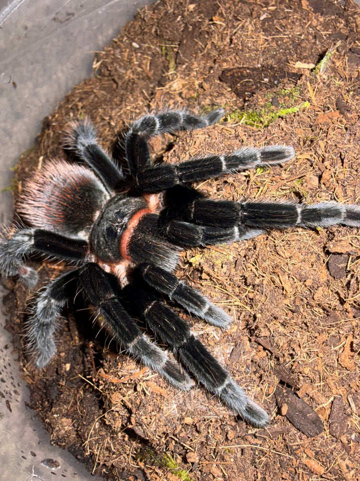 Mexican Red Rump Tarantula, Tliltocatl vagans, image 3
