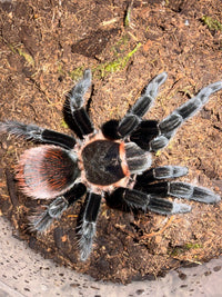 Mexican Red Rump Tarantula, Tliltocatl vagans, image 4