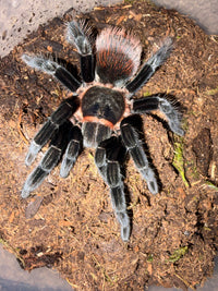 Mexican Red Rump Tarantula, Tliltocatl vagans
