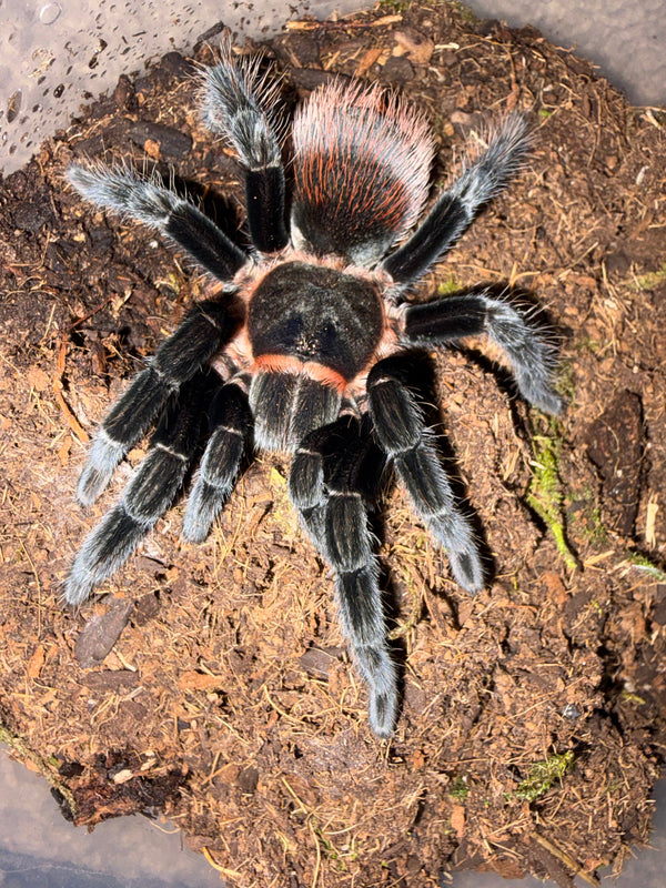 Mexican Red Rump Tarantula, Tliltocatl vagans