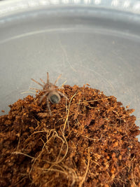 Mexican Rose Grey Tarantula, Tliltocatl verdezi, image 2