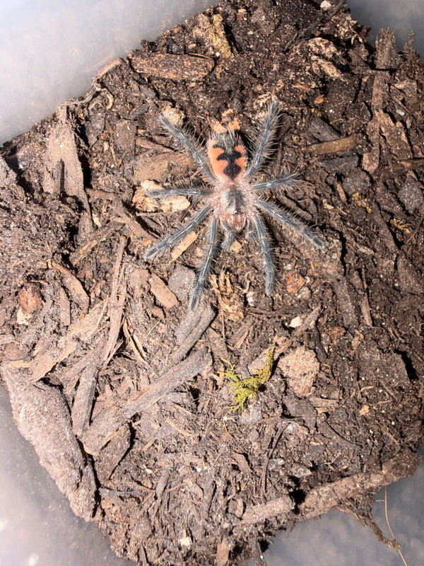 Midnight Black Birdeater Tarantula (Pamphobeteus sp. 'Tigris'), image 1