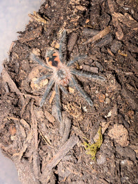 Midnight Black Birdeater Tarantula (Pamphobeteus sp. 'Tigris'), image 2
