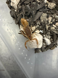 Mozambique Thicktail Scorpion (Parabuthus mossambicensis), image 1
