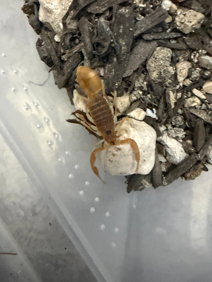 Mozambique Thicktail Scorpion (Parabuthus mossambicensis), image 1