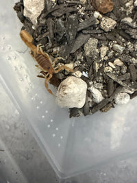 Mozambique Thicktail Scorpion (Parabuthus mossambicensis), image 2