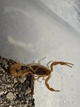 Mozambique Thicktail Scorpion (Parabuthus mossambicensis)