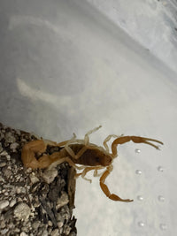 Mozambique Thicktail Scorpion (Parabuthus mossambicensis), image 3