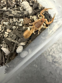 Mozambique Thicktail Scorpion (Parabuthus mossambicensis), image 4