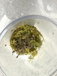Mysore Ornamental Tarantula (Poecilotheria striata), image 1