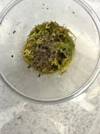 Mysore Ornamental Tarantula (Poecilotheria striata), image 3
