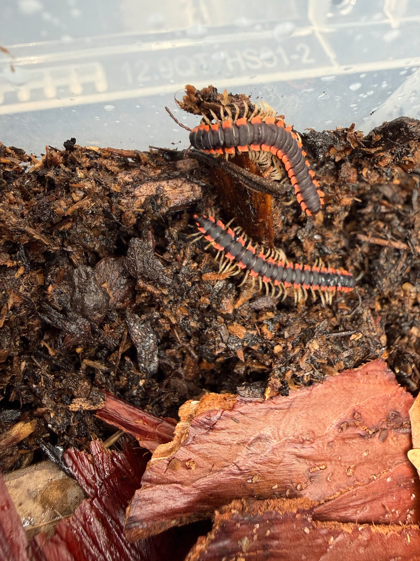Neon Orange Dragon Millipede (Orthomorpha sp. "Neon Orange"), two on dark substrate and bark
