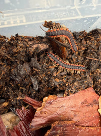 Neon Orange Dragon Millipede (Orthomorpha sp. "Neon Orange"), two on dark substrate and bark