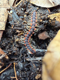 Neon Orange Dragon Millipede (Orthomorpha sp. "Neon Orange"), close-up of orange edges and pale legs