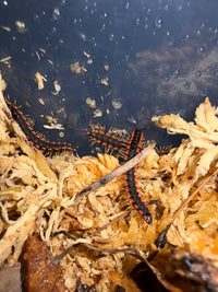 Neon Orange Dragon Millipede (Orthomorpha sp. "Neon Orange"), group among pale moss