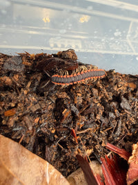 Neon Orange Dragon Millipede (Orthomorpha sp. "Neon Orange"), orange-edged segments on dark substrate