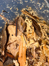 Neon Orange Dragon Millipede (Orthomorpha sp. "Neon Orange"), on a dry leaf among moss