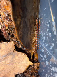 Neon Orange Dragon Millipede (Orthomorpha sp. "Neon Orange"), side view along an upright leaf