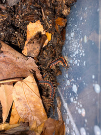 Neon Orange Dragon Millipede (Orthomorpha sp. "Neon Orange"), two among dry leaves and substrate