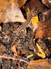Neon Orange Dragon Millipede (Orthomorpha sp. "Neon Orange"), orange side markings beside leaf litter