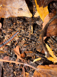 Neon Orange Dragon Millipede (Orthomorpha sp. "Neon Orange"), close-up on dark substrate