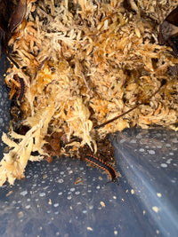 Neon Orange Dragon Millipede (Orthomorpha sp. "Neon Orange"), beside moss at the container edge