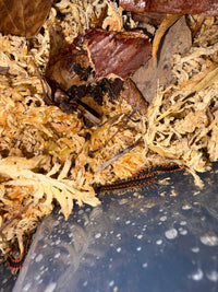 Neon Orange Dragon Millipede (Orthomorpha sp. "Neon Orange"), among moss and dry leaves