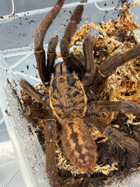 Nhen Dep Earth Tiger Tarantula (Ornithoctoninae sp. "Nhen Dep"), overhead view of brown and gold markings