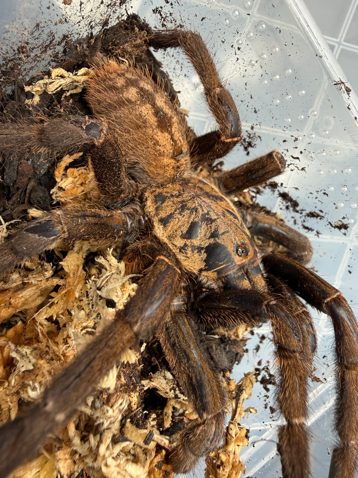 Nhen Dep Earth Tiger Tarantula (Ornithoctoninae sp. "Nhen Dep"), brown legs and patterned abdomen on moss
