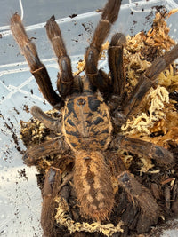 Nhen Dep Earth Tiger Tarantula (Ornithoctoninae sp. "Nhen Dep"), overhead view of gold carapace markings