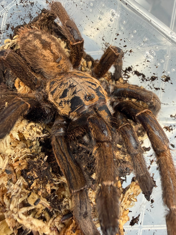 Nhen Dep Earth Tiger Tarantula (Ornithoctoninae sp. "Nhen Dep"), close-up of its patterned carapace