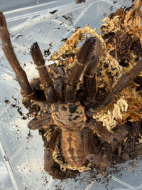 Nhen Dep Earth Tiger Tarantula (Ornithoctoninae sp. "Nhen Dep"), full body on moss and dark substrate