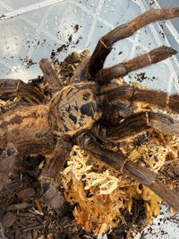 Nhen Dep Earth Tiger Tarantula (Ornithoctoninae sp. "Nhen Dep"), angled view of brown and gold markings