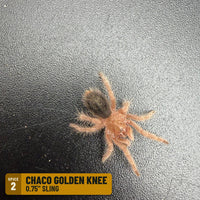 Chaco Golden Knee Tarantula (Grammostola pulchripes), 0.75" sling, Spice 2: one of the 4 in the NW Big Grower Four Pack