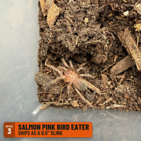 Salmon Pink Bird Eater Tarantula (Lasiodora parahybana) (ships as a 0.5" sling, Spice 3): one of the 4 in the NW Big Grower Four Pack