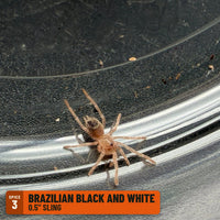 Brazilian Black and White Tarantula (Nhandu coloratovillosus), 0.5" sling, Spice 3: one of the 4 in the NW Big Grower Four Pack