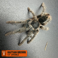 Haitian Brown Tarantula (Phormictopus cancerides), 1.5" juvenile, Spice 3: one of the 4 in the NW Big Grower Four Pack