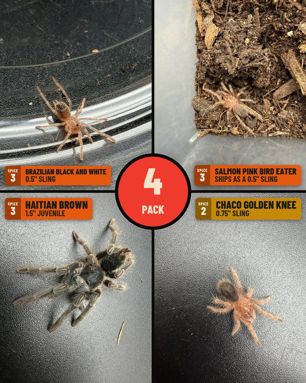 NW Big Grower Four Pack: the whole pack in one photo (Brazilian Black and White, Salmon Pink Bird Eater, Haitian Brown, Chaco Golden Knee)