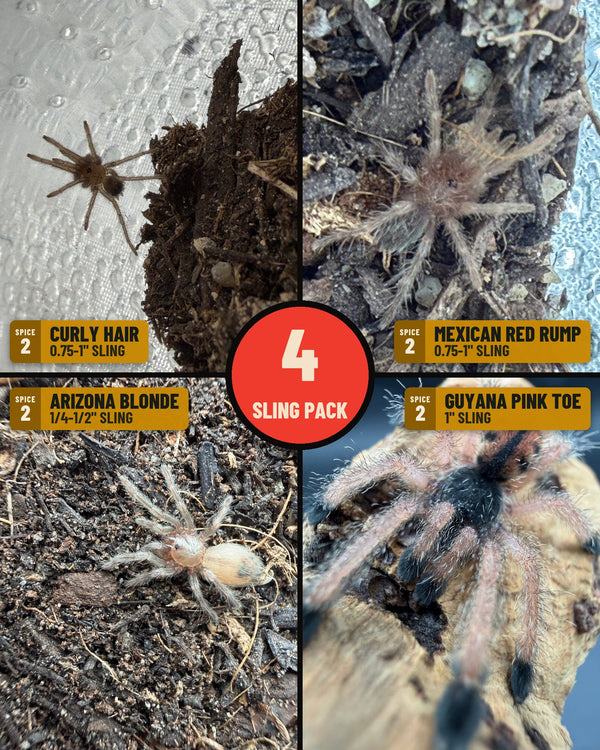 NW Starter Four Sling Pack: the whole pack in one photo (Curly Hair, Mexican Red Rump, Arizona Blonde, Guyana Pink Toe)