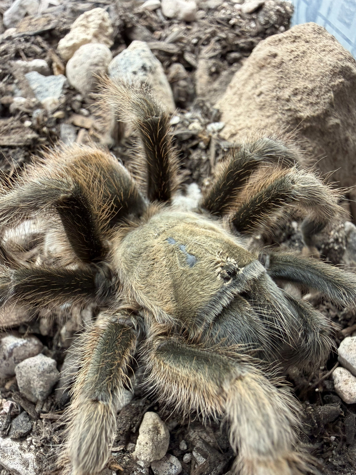 Oklahoma Brown Tarantula (Texas Brown Tarantula) (Aphonopelma hentzi)