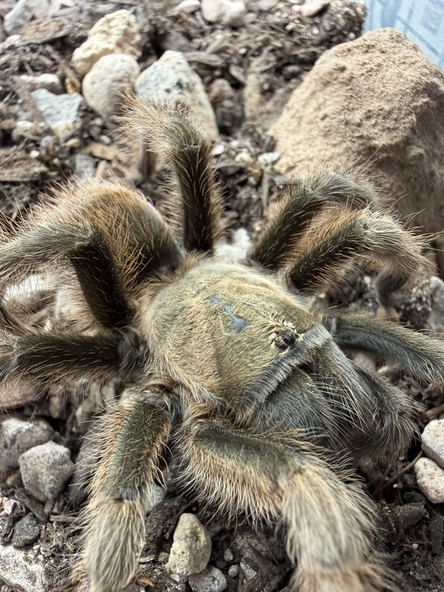 Oklahoma Brown Tarantula (Texas Brown Tarantula) (Aphonopelma hentzi)