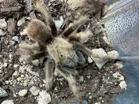 Oklahoma Brown Tarantula (Aphonopelma hentzi)