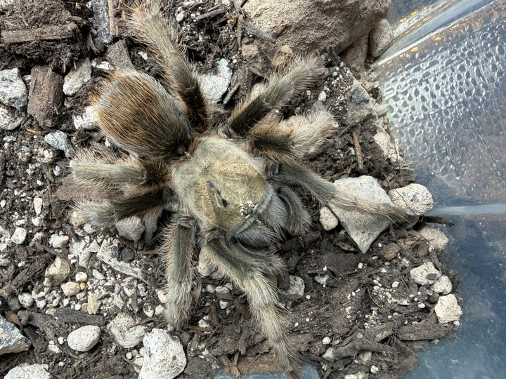 Oklahoma Brown Tarantula (Aphonopelma hentzi)