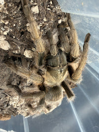 Oklahoma Brown Tarantula (Aphonopelma hentzi)